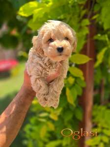 Maltipoo stenci spremni su za preuzimanje